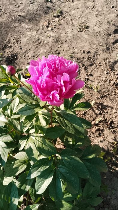 Продается Дом  дачном массиве Проектировщик размером 13х15