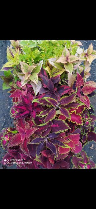 Цветы цветы цветы