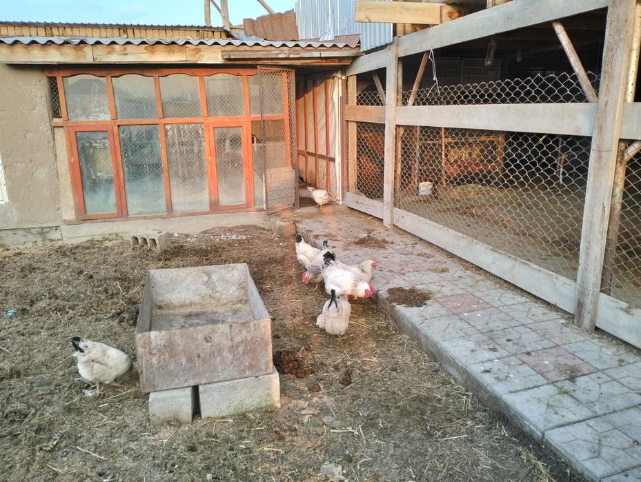 Адлер тауықтар.   .