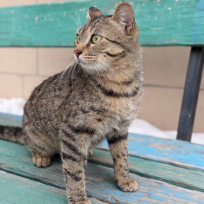 Кот в поисках дома