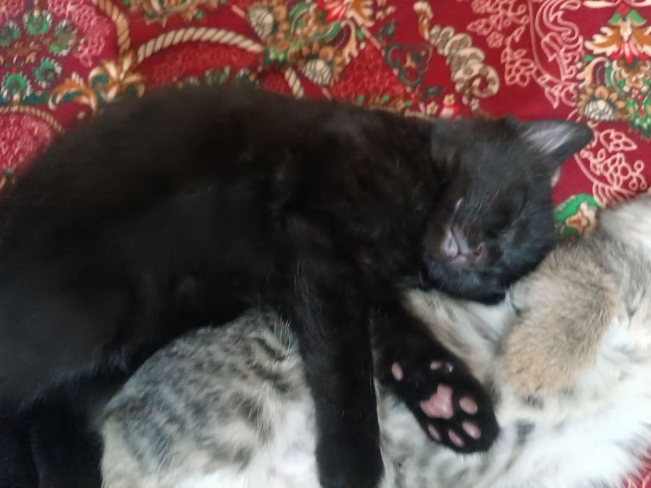 3 кота 1 турецкая ангора