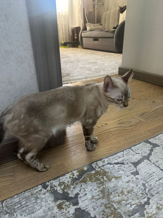 Отдам котенка бенгальский линкс