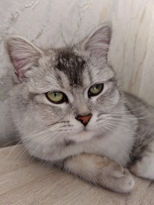 Шикарный британский кот  silver tabby  для вязки  Самарканд