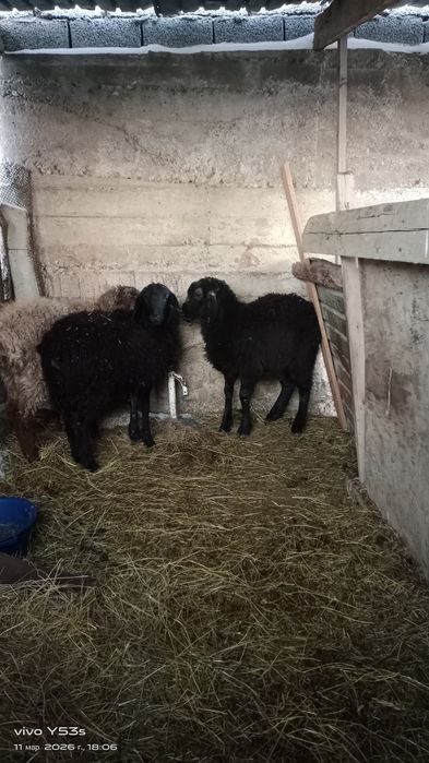 3 бас қозы бар 1 еркек 2 ұрғашы