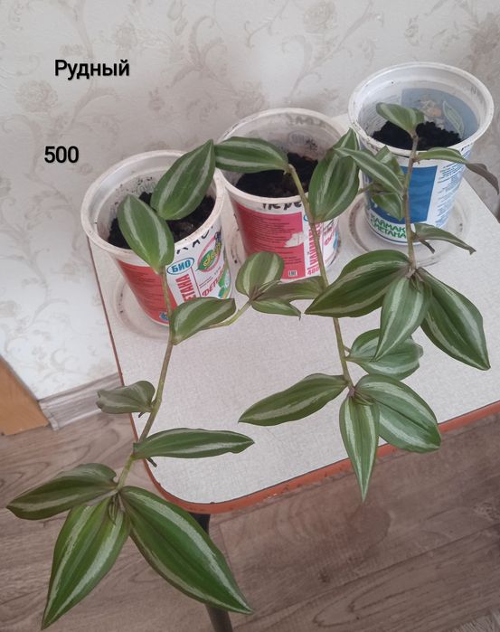 Продам цветы комнатные