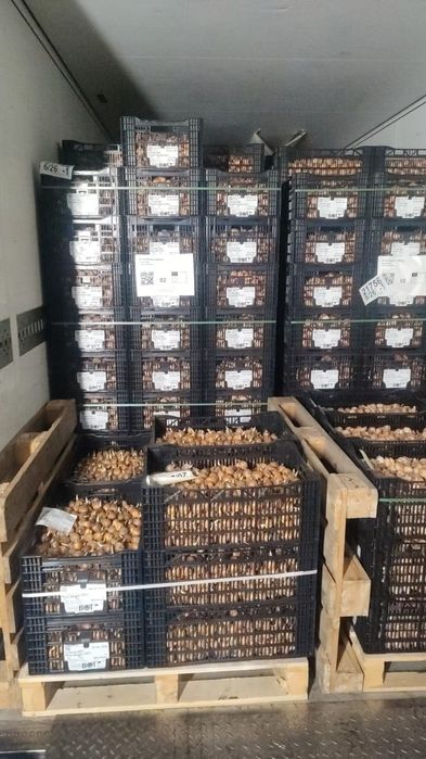 ГОЛЛАНДСКАЯ луковица тюльпана 12+Оригинал ОХЛАЖДЕННАЯ