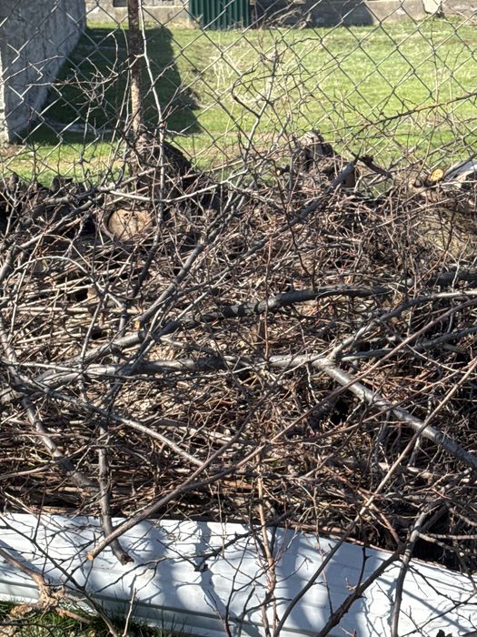 Тегін отынға ағаштар