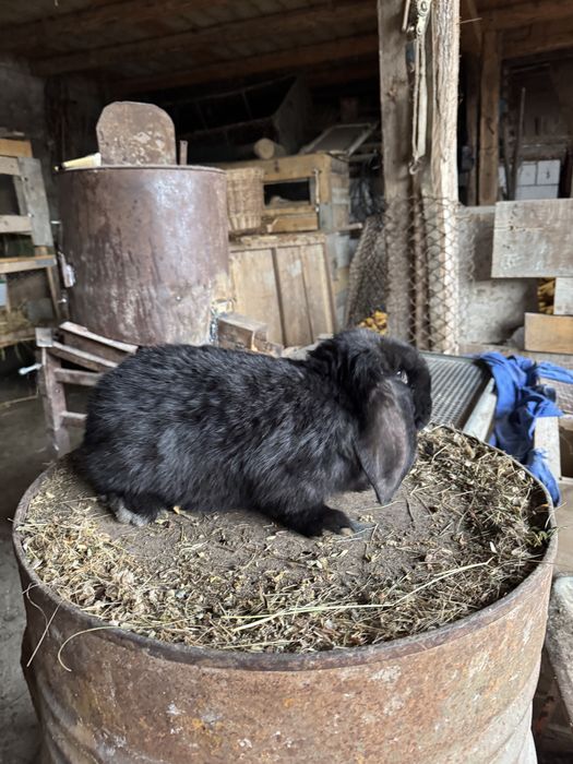 Doi masculi de vanzare 150 bucata  negociabil