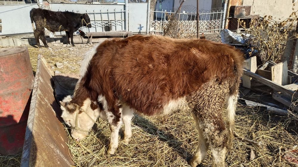 9 айлық 2 еркек бұзаулар сатылады.