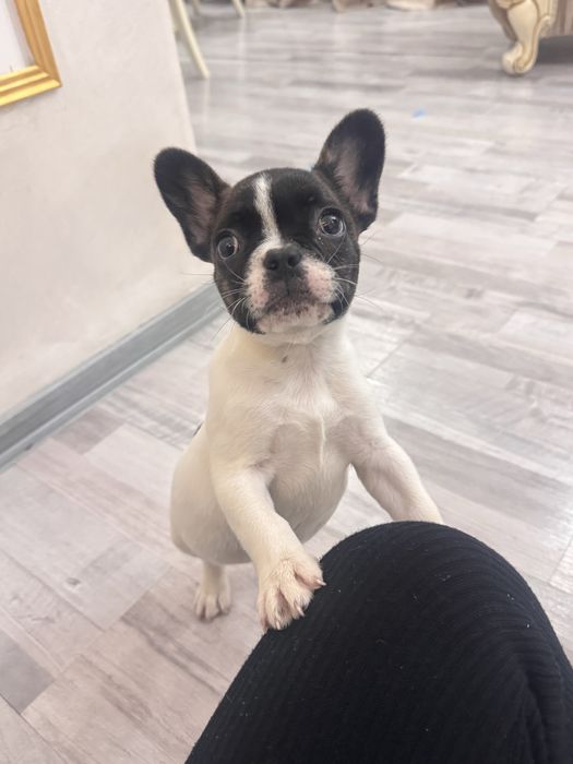 Френски Булдог Териер Мъжки