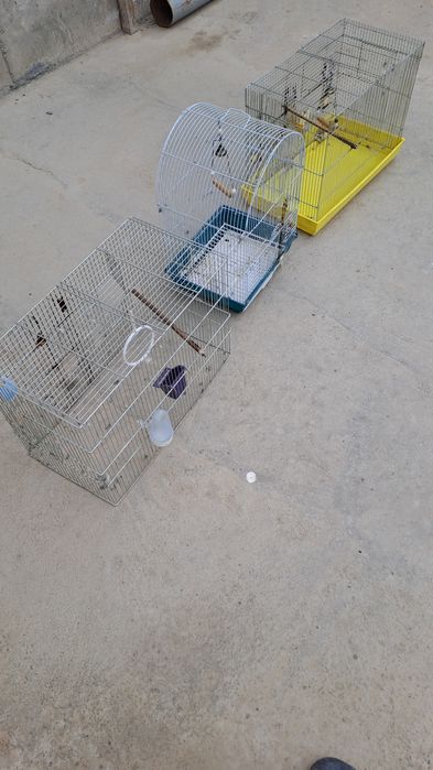 Kanarika qushi qafasi sotiladi