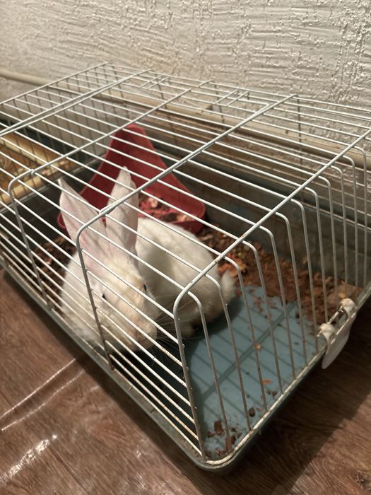 Аппак коян сатам