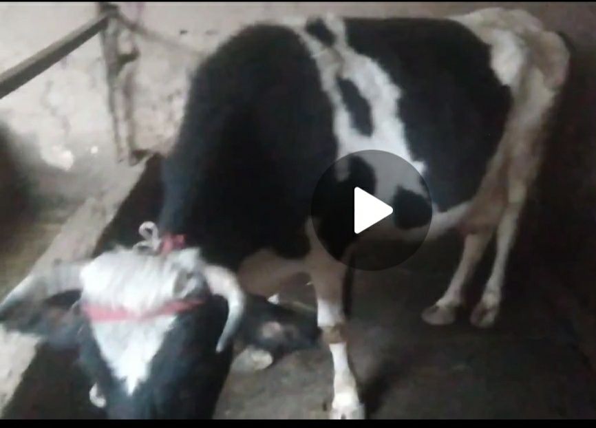 Sogin sigir sotiladi 4 chi tugushi