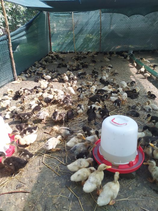 Pekin. Favorit zotliy o'rdakchalar