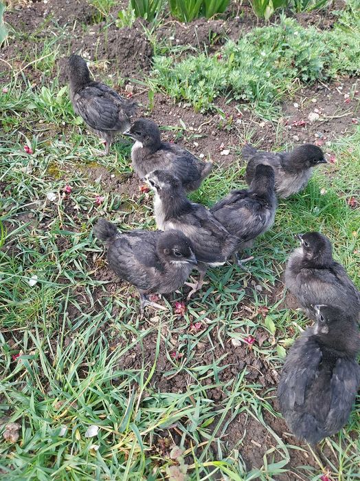 Vând pui Australorp