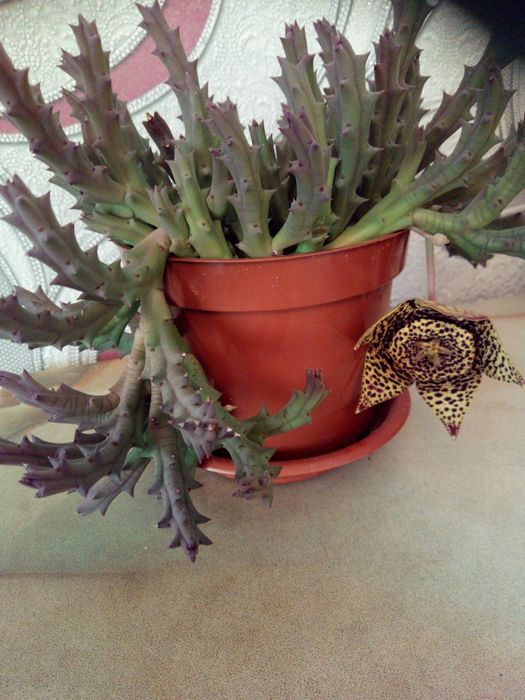 Стапелия пёстрая.