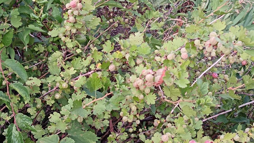 Продам дача Саяжай сатылымда