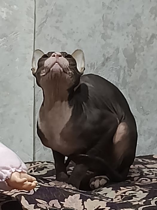 кот сфинкс 2 года