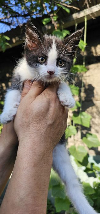 Бесплатно.  Котята