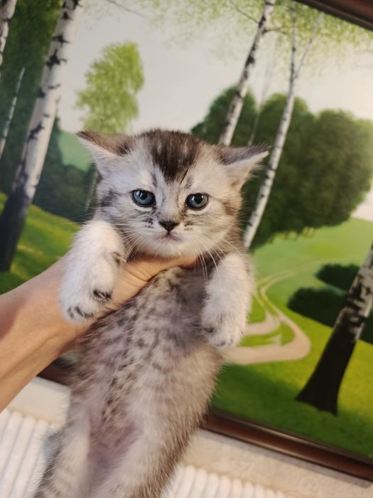 Продается очаровательный котенок.Серебристый шиншилла.Мальчик.Срочно!