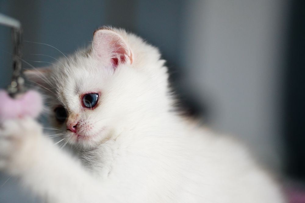 British Shorthair cu pedigree / femela