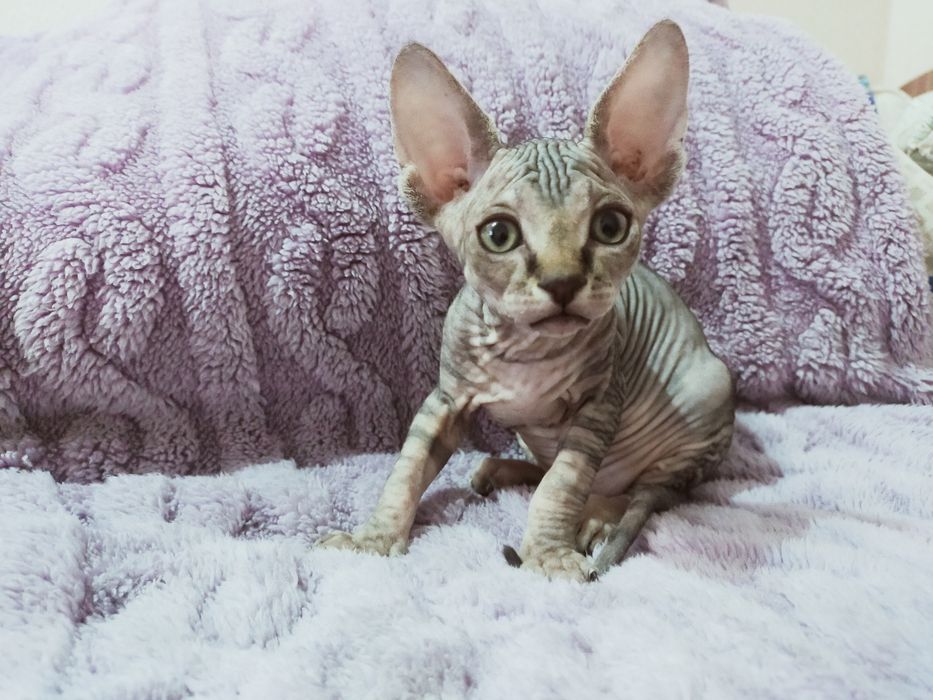 Канадский Сфинкс Продам!