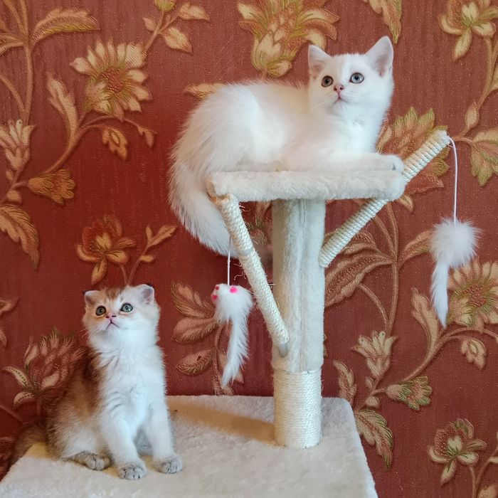 Девочка золотая Шиншила Скоттиш фолд