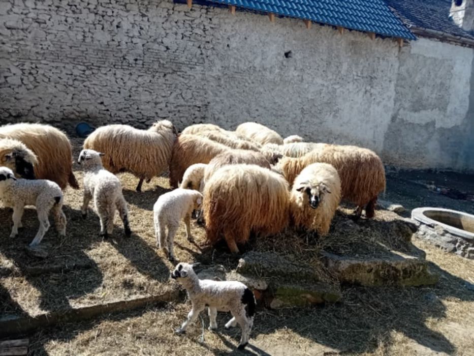 Oi de vanzare cu mei