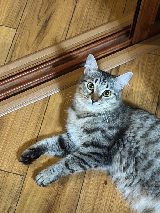 Кошка и котенок ищут новый дом!