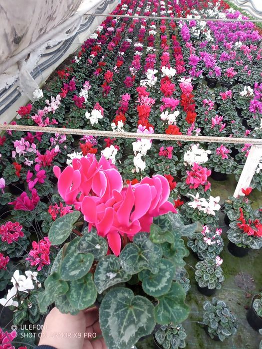 Flori, zambile, primule, cyclamen, panseluțe