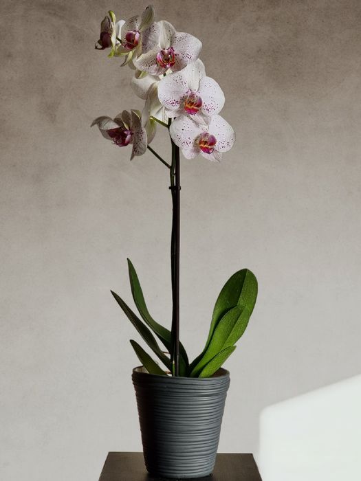 Цветущие и Отцветающие Орхидеи и Орхидея по невероятно низким ценам!!!