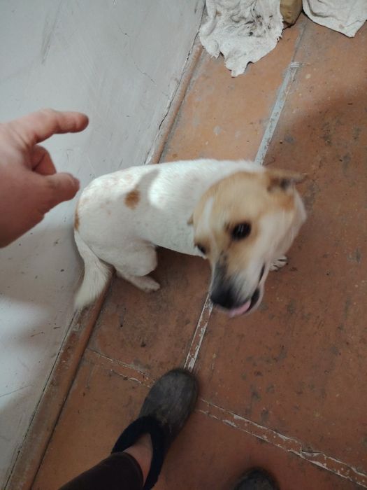 Отдам собачку девочка в хорошие добрые руки