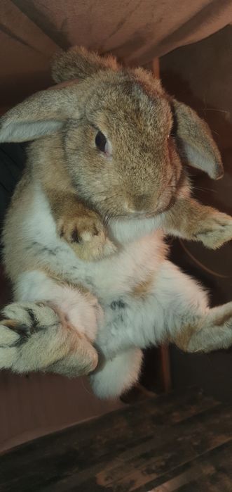 Карликовые кролики / karlik baran