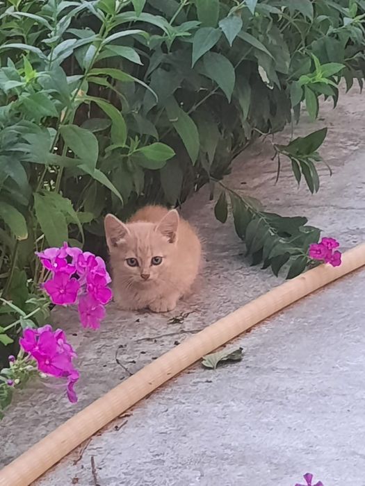 Котята 2 ух месячные