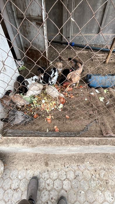 Продам даканы разные цены