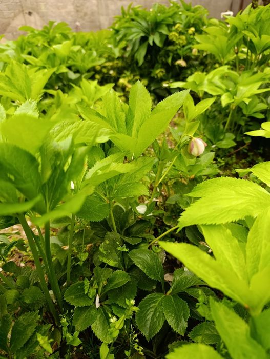 Марозник гуллари сотилади нархи 50000 мингдан келишилади