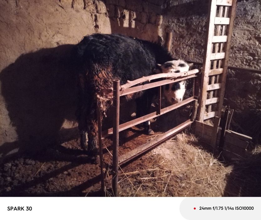 13 баспақ бұқа сатам