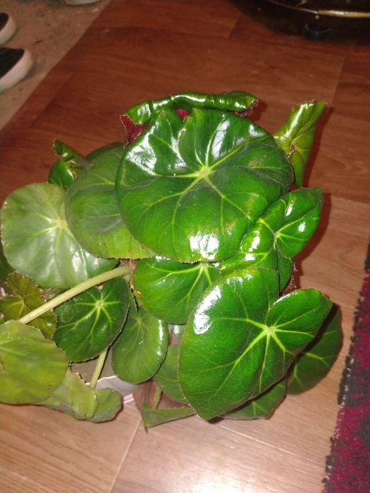 Бегония от 1000 тг