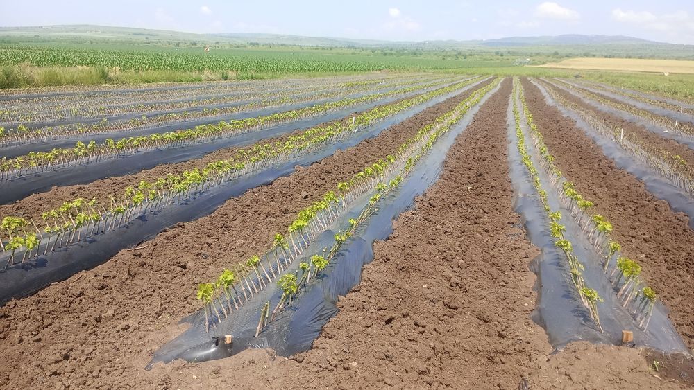 Butași vita de vie altoita!!