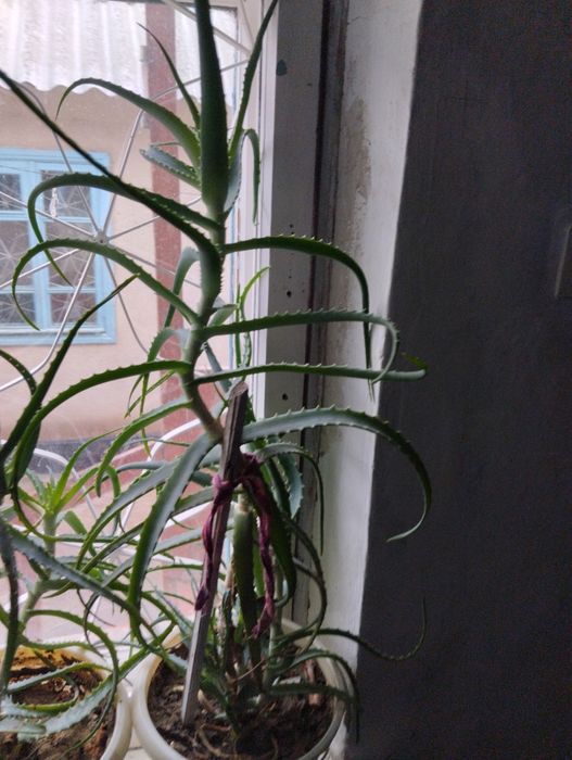 Домашние растения алоэ