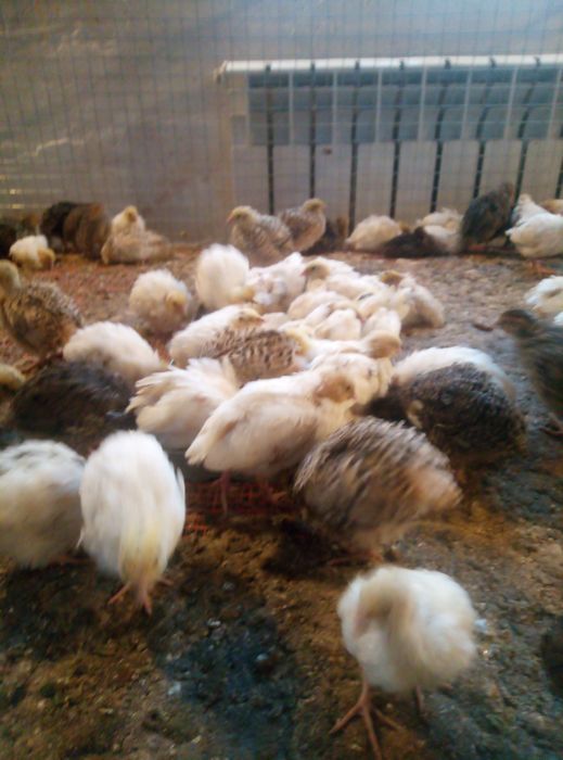 Инкубационное яйцо перепелов