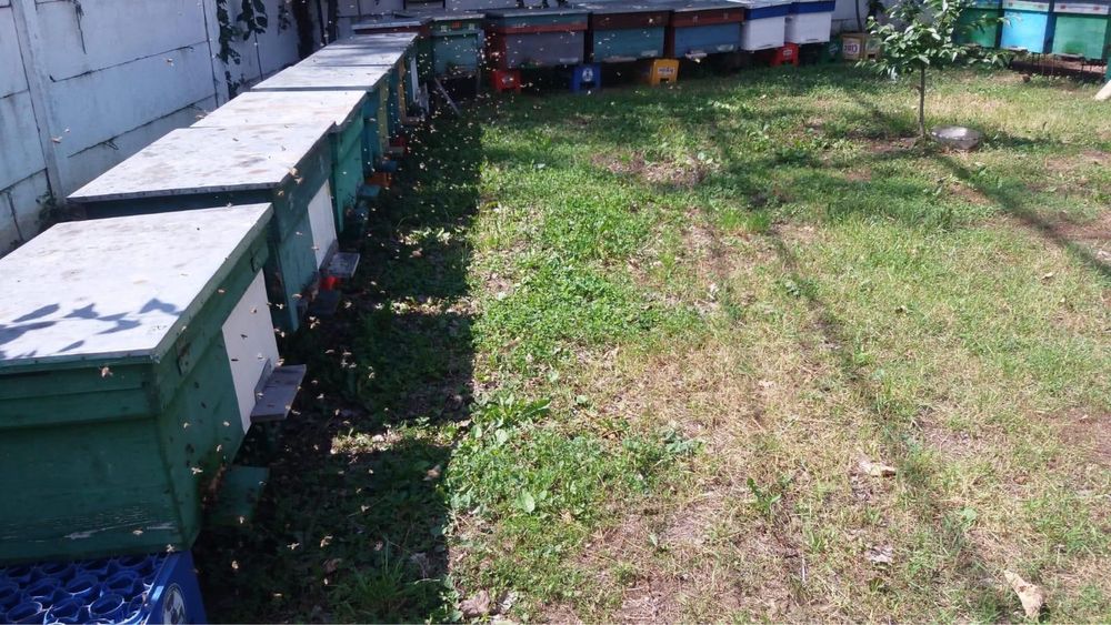 Vand 8 familii de albine