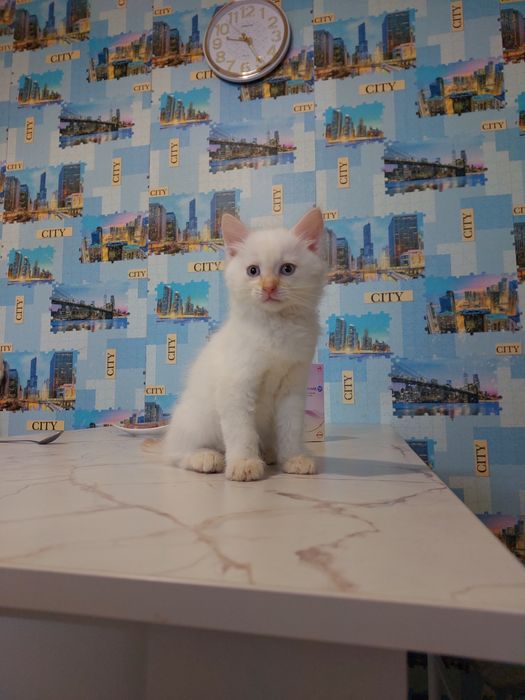 Отдам котят мальчики 2 мес