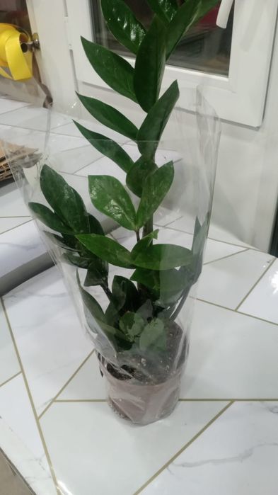 Продам комнатные цветы