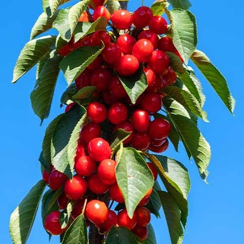 Cireș columnar Santa Maria ambalati