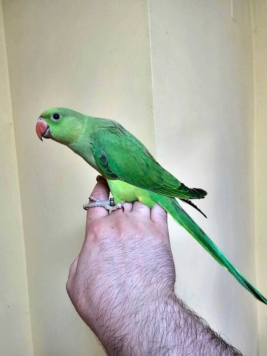Puișori Micul Alexander ( Psittacula krameri )