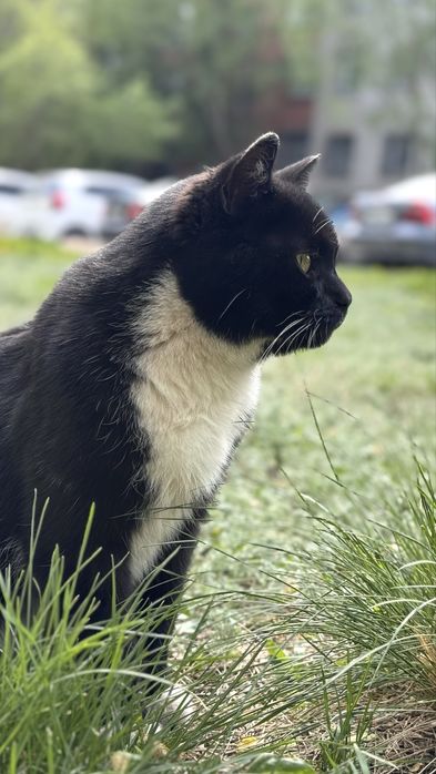 Отдам кота, ищу дом для кота