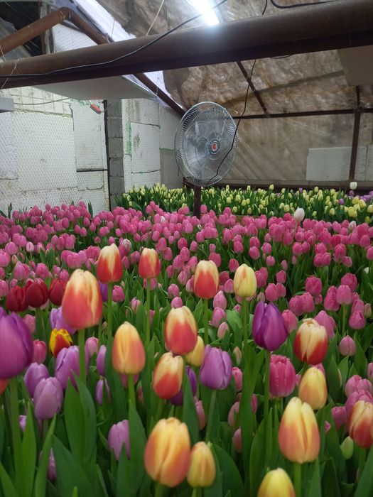 Тюльпаны Алматы п Боралдай