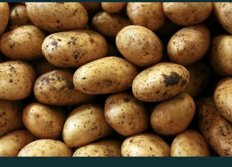 Продам дачный картофель