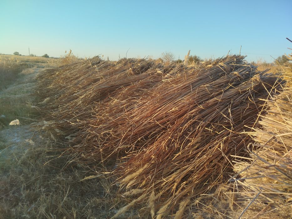 Yekan Sotiladi Drujba